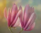USA, Washington State, Seabeck. Close-up of tulip magnolia blossoms. Art Print